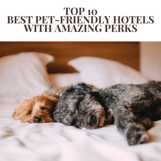 10 Pet Friendly Hotels With Awesome Perks