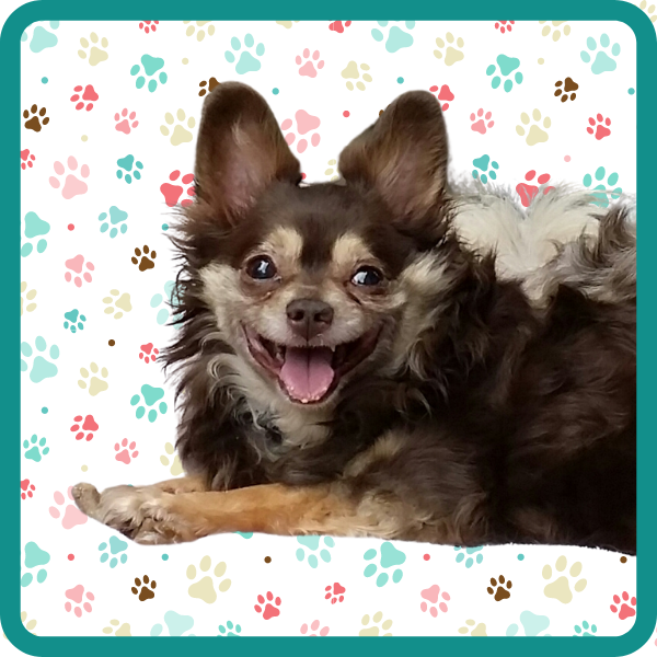 Living With A Blind Dog